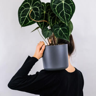 CHI SIAMO Plants Store Gallery Img 1