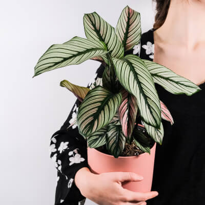 CHI SIAMO Plants Store Gallery Img 5