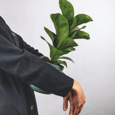 CHI SIAMO Plants Store Gallery Img 6